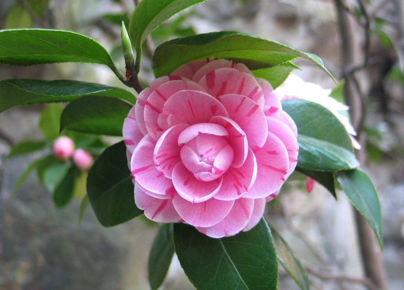 camellia china flower