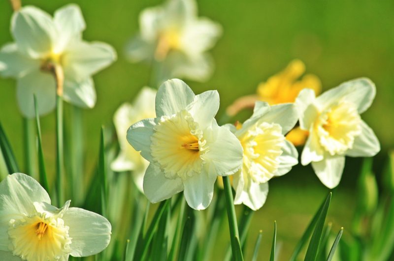 narcissus flower facts