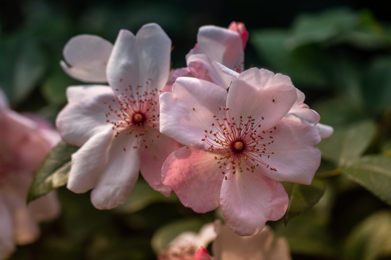 Beautiful White Hibiscus flower