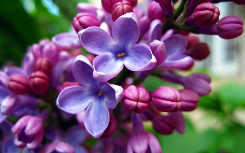 beautiful lilac flower