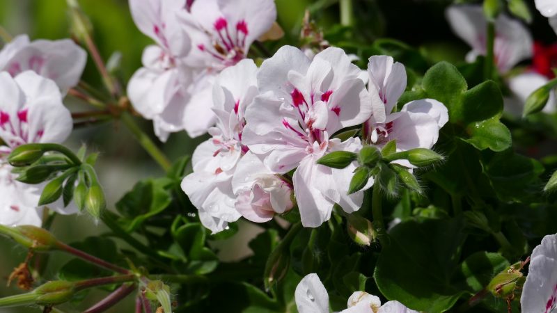 White geranium flower images