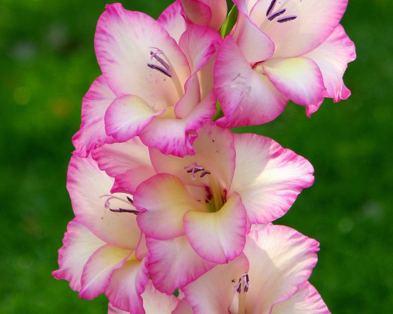 sweet gladiolus pink