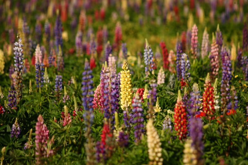 colorful lupins flower