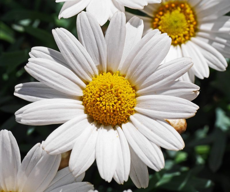 Marguerite, Blossom, Bloom, White