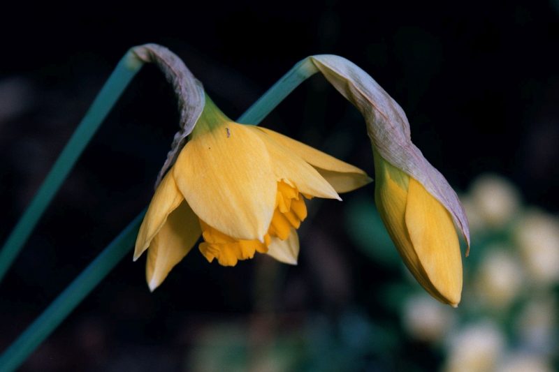 daffodil caracteristic