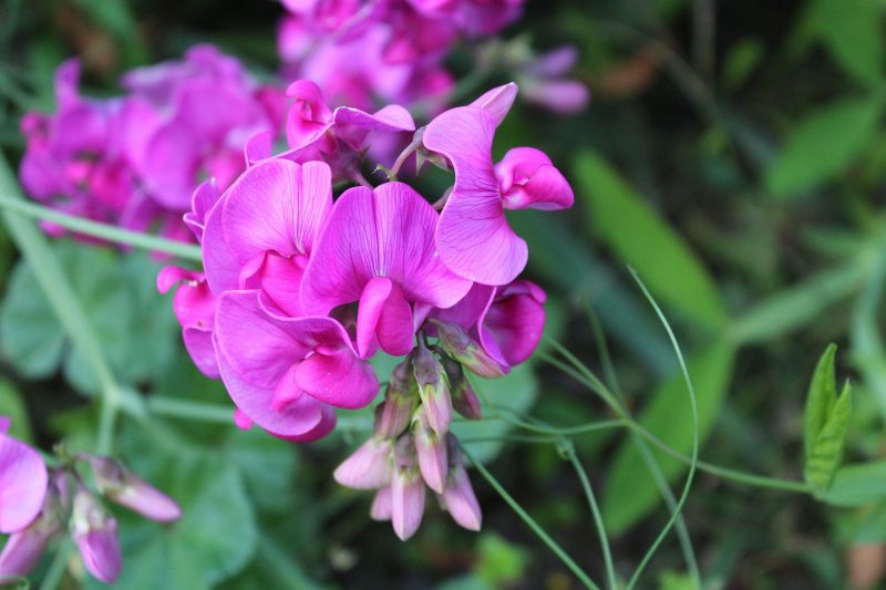 Sweet Pea Flower images