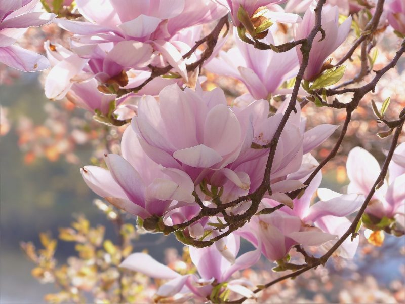 magnolia pink flower