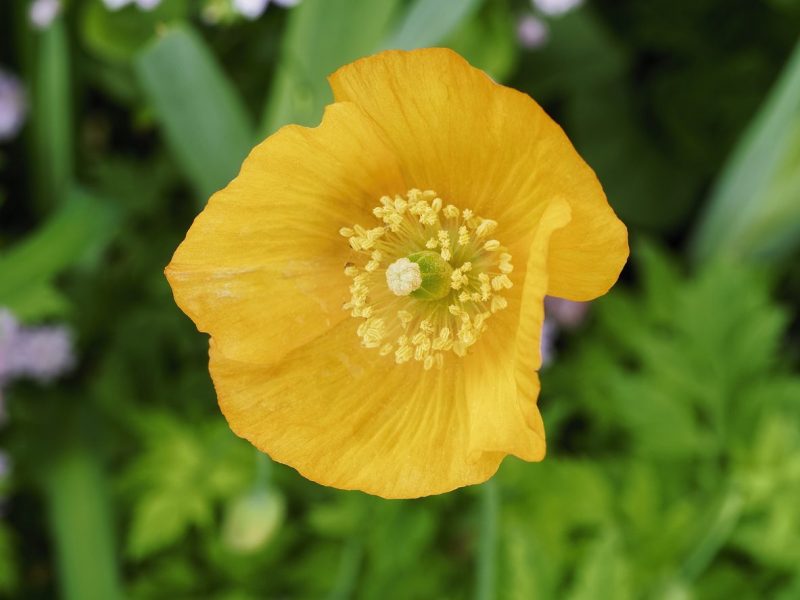 yellow welsh poppy flower